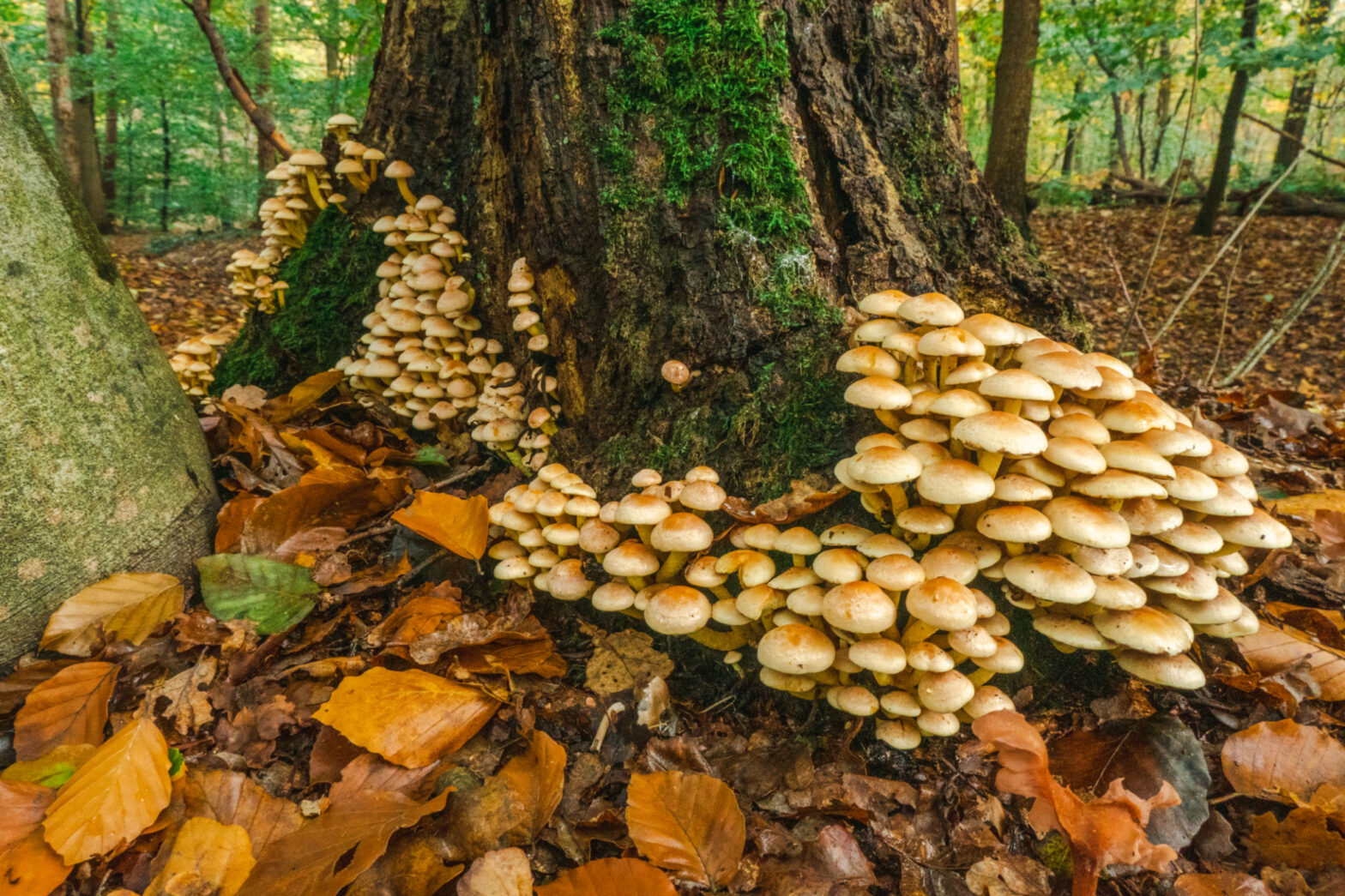 colorful tree mushrooms